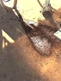 Japanese Piss Fetish Porn - PISSY GIRL COMPETITION